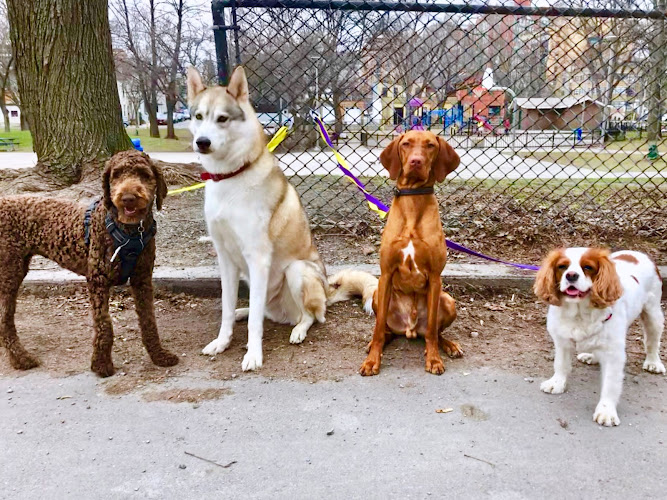 Going Mutts Dog Walking
