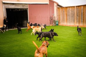 Central Bark Inc