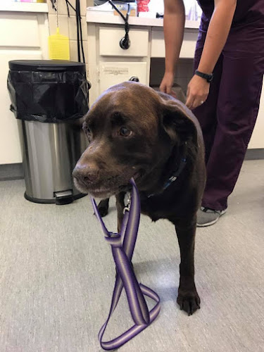 Winnipeg Animal Emergency Hospital