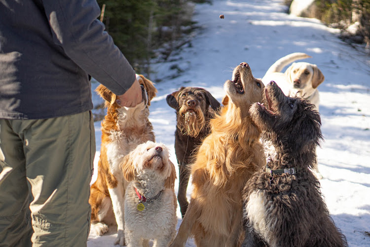 Golden Paws HFX