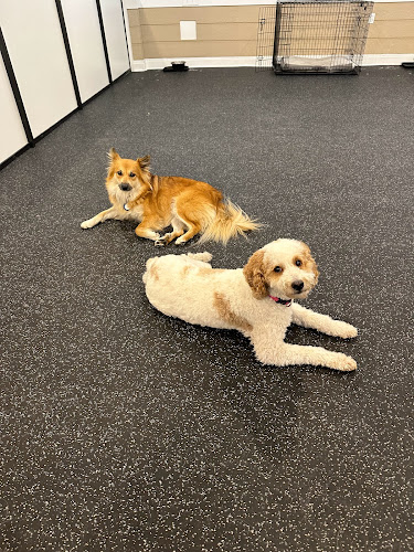 Pack of Paws Riverdale
