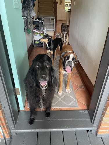 Kaia’s Place – Dog Boarding/Daycare & Training