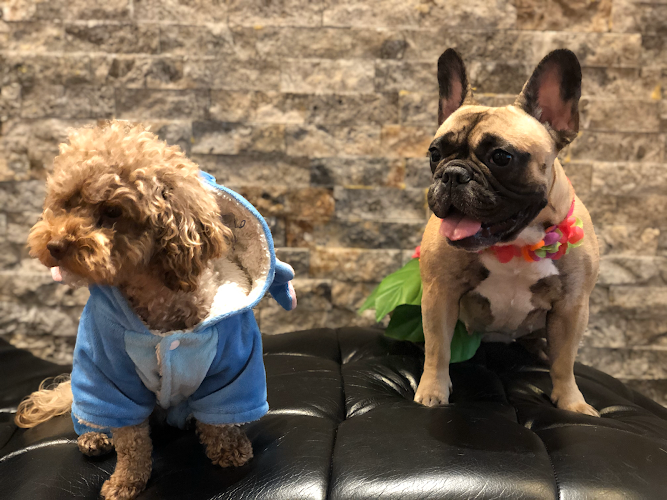 Duya Dog Care