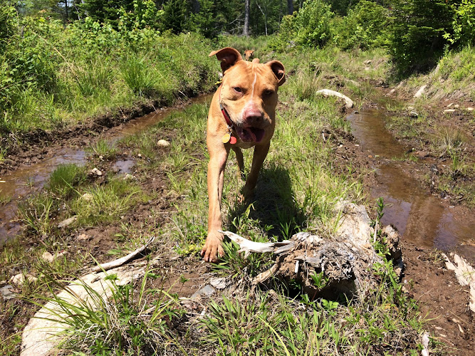 Find Your Balance Dog Training