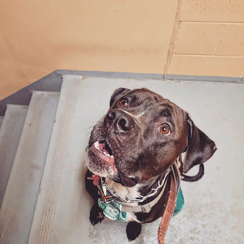 Moonpaw Pets – Etobicoke Dog Walking & Petcare