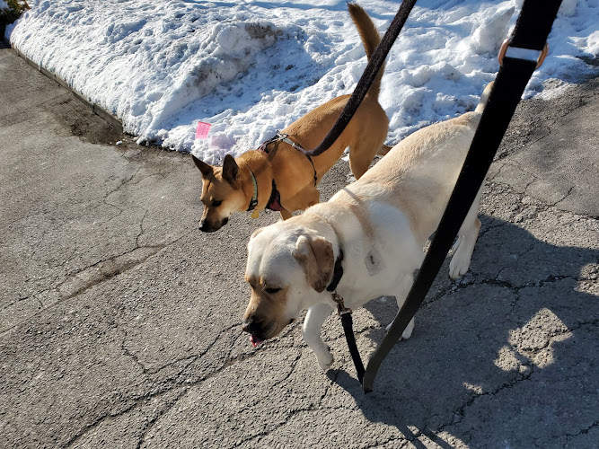 Happy Paws Dog Walking