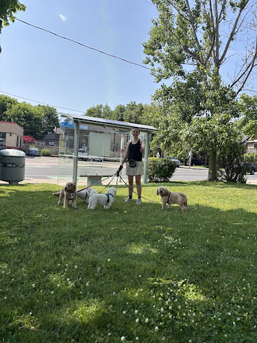Morning Dogs