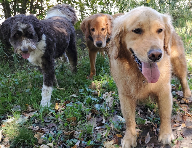 All Barked Out Pet Services | Dog Walking