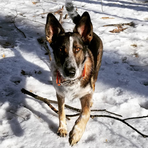 Pawsitive K9 Services