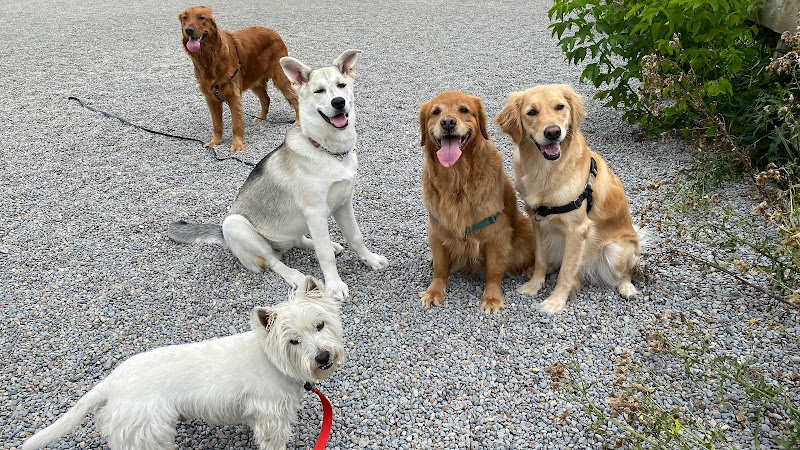 Ray Ray’s Dog Walking