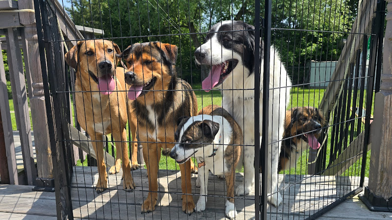 Azilda Pet Care