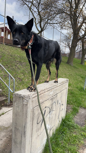 Dee’s Doggos