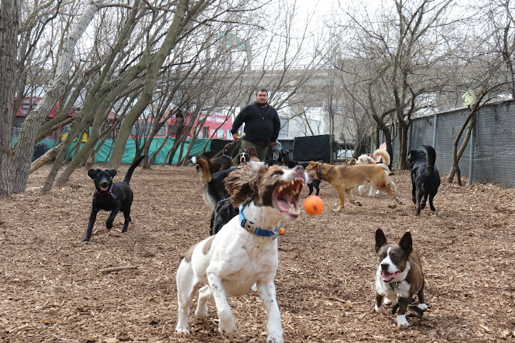 In the Lead Dog Walking