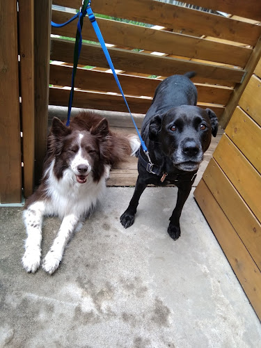 Dancing Dogs – Walking Services