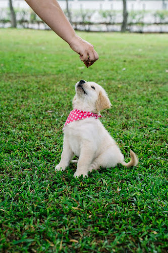 Furry pal dog walking