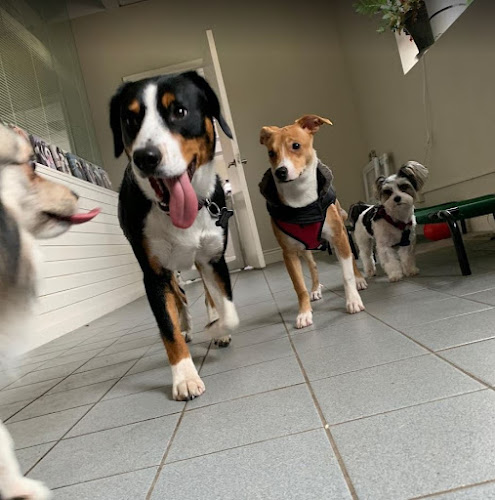 Woofs Upon A Walk