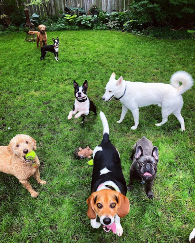 SNOUTS HONOUR