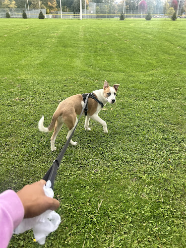 Strut Pups