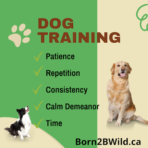 Born 2B Wild Canine Academy, Toronto Dog Training