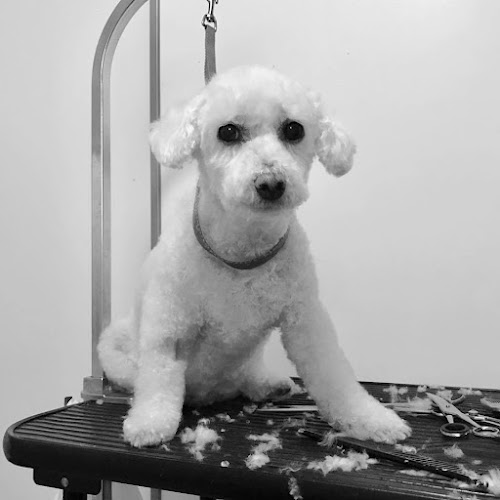 Best Mobile Pet Grooming