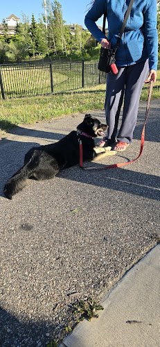 Kairo’s K9s Training