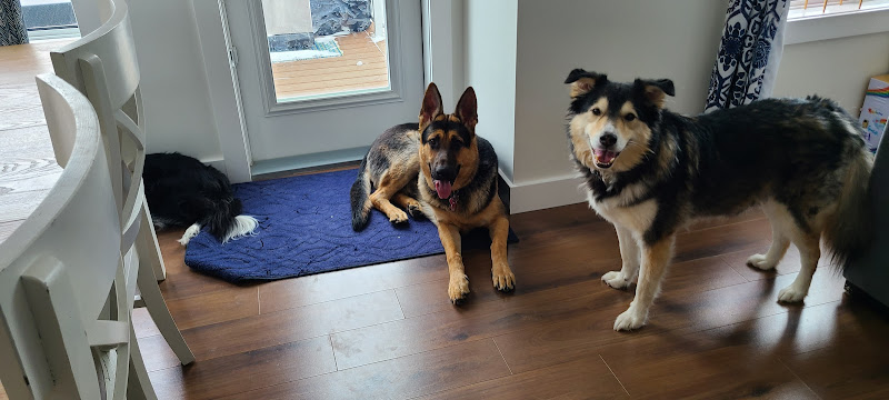 Eidolon Dog Training