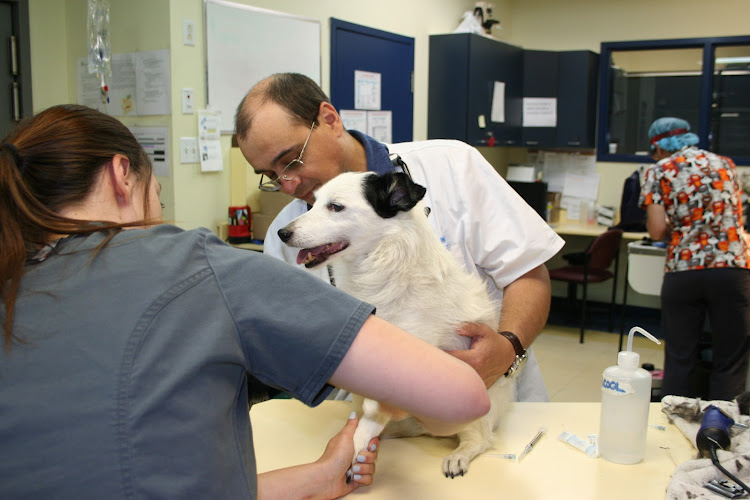 Hôpital Vétérinaire Victoria St-Lambert – Vet et Nous