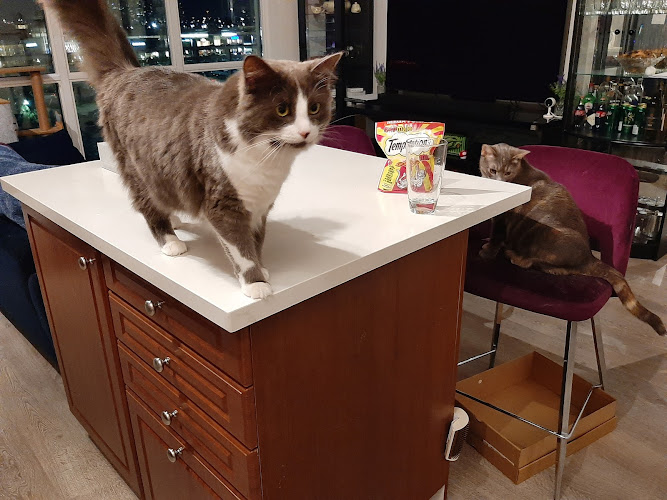 Rabbit & Small Pet Sitters (PetVacay)