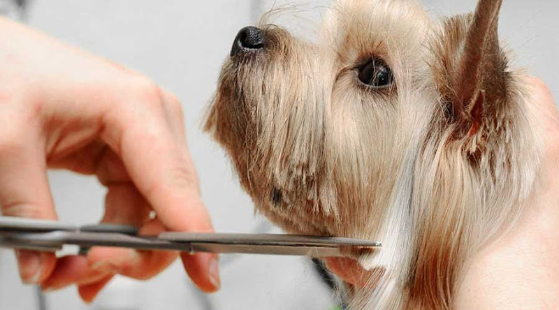 Millcreek Veterinary Clinic Mississauga