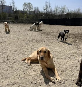 K9 To 5 Doggie Daycare