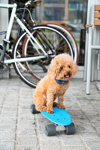 Furbaby Sports Apparel