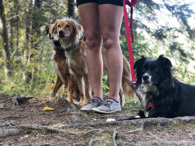 Between The Pines Dog Training