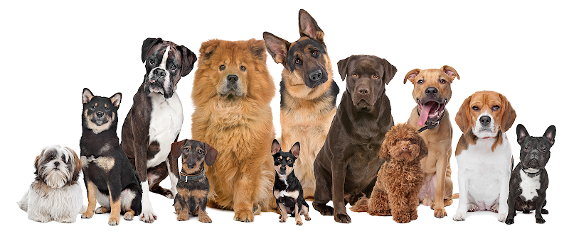 Dogs On The Run