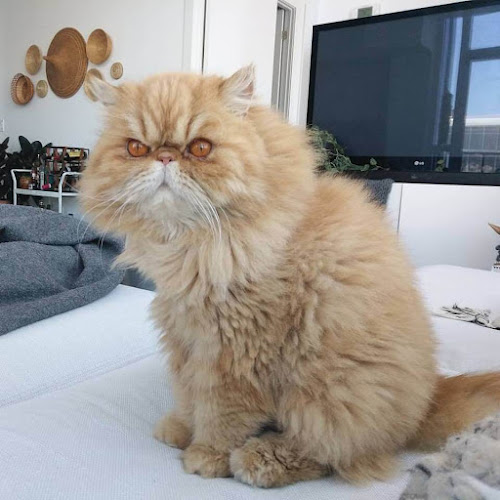 Cleopawtra Cat Services