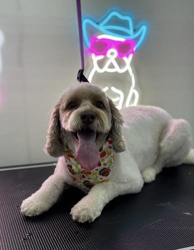 Petsvan