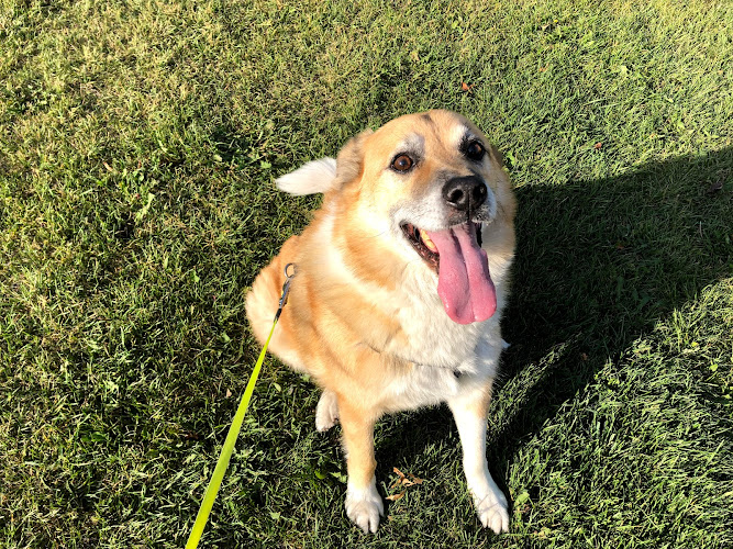 Happy at Home Pet Sitting