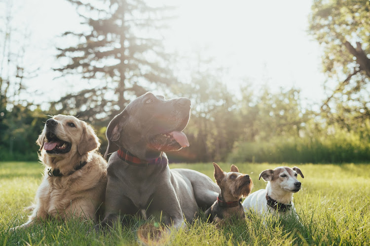Safe & Hound