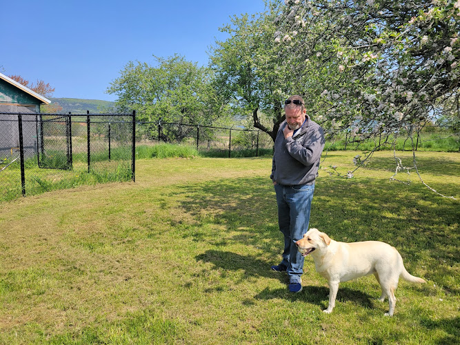 Rock & Stroll Dog Camp