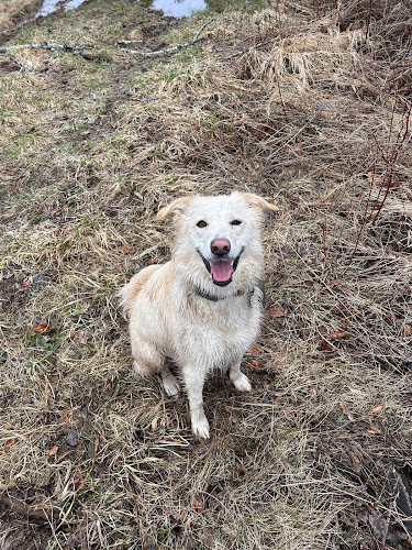 The Dog Spot