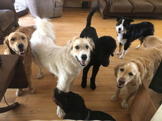 Hillaton Pet Resort