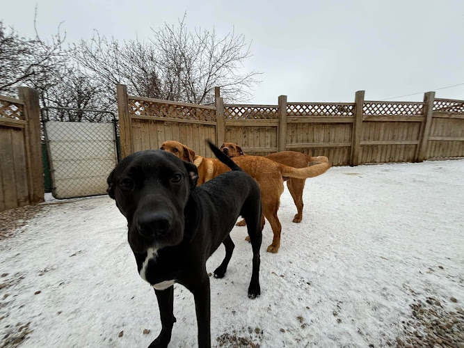 Lakeview Family Kennels