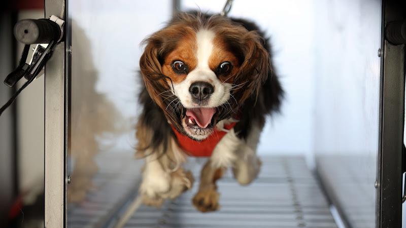 FURGO – Mobile Canine Fitness & Training