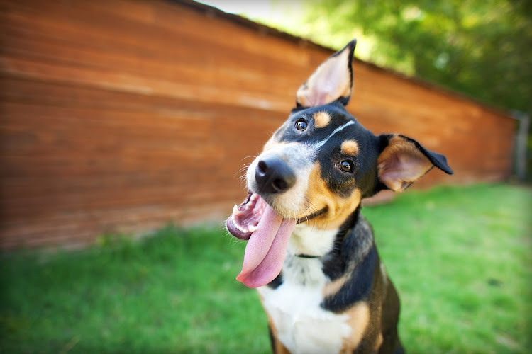 The K9 Coach Pet Services