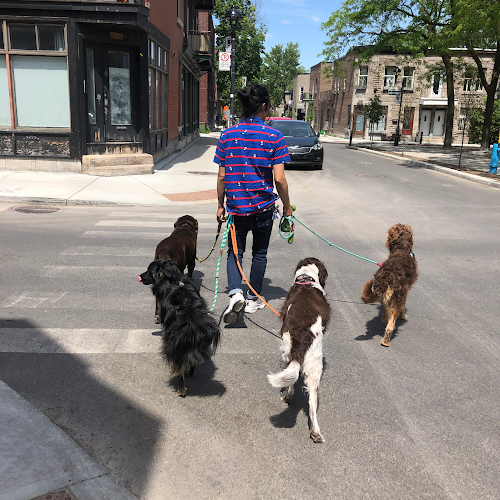 Le Promeneur (Dog Walking)