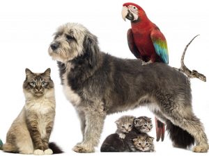 Inter Beauty Canine And Feline Grooming Salon