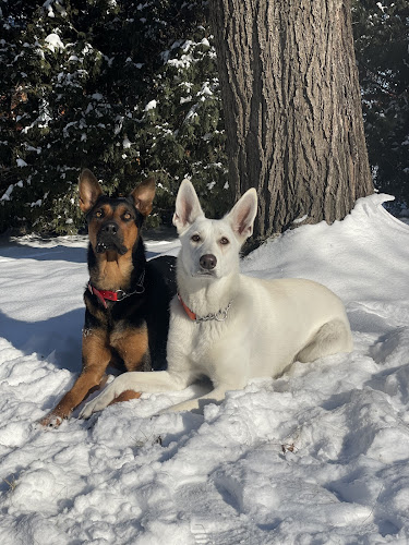 Everyday companions