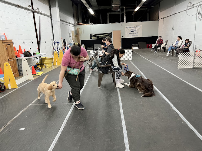 Entraînement DogZworth Dog Training