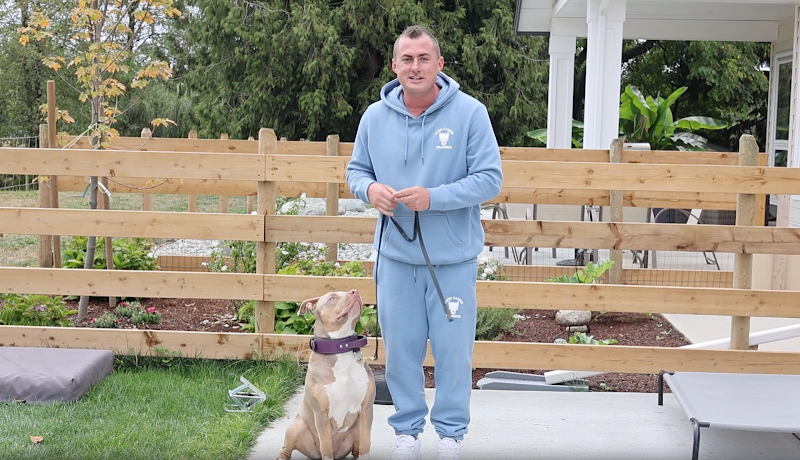 Pure Canine Training