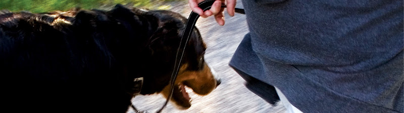A BETTER DOG Training & Behaviour