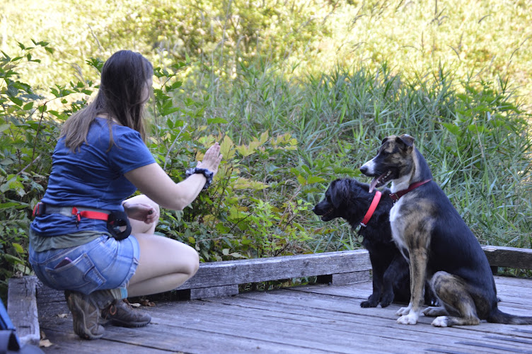 All Paws on Deck Training